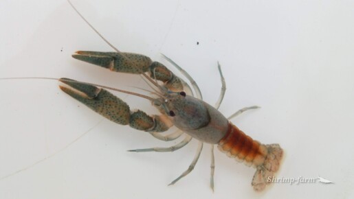 Procambarus vasquezae