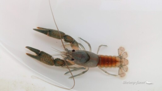Procambarus vasquezae