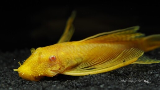 Ancistrus sp. Gold Longfin
