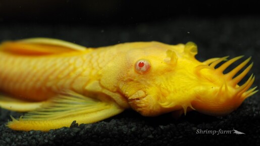 Ancistrus Green Dragon Albino