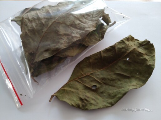 Sušené orechové listy – sušené za zelena