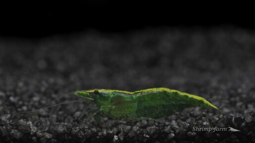 Neocaridina green "Golden Top"