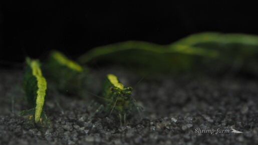 Neocaridina green "Golden Top"