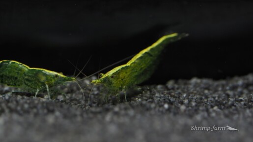 Neocaridina green "Golden Top"