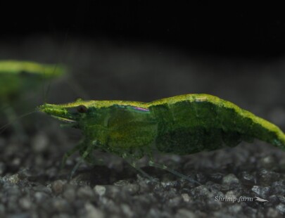 Neocaridina green "Golden Top"