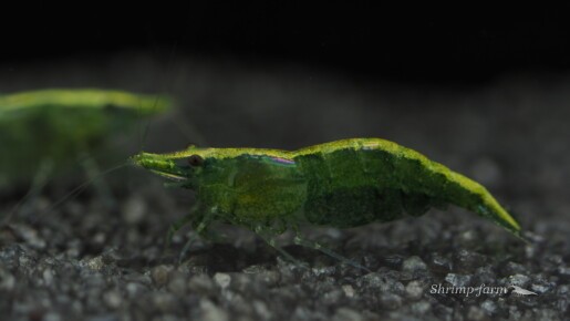 Neocaridina green "Golden Top"