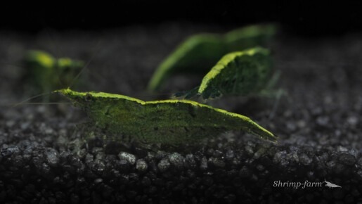 Neocaridina green "Golden Top"