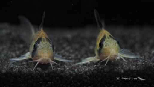 Corydoras panda