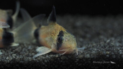 Corydoras panda