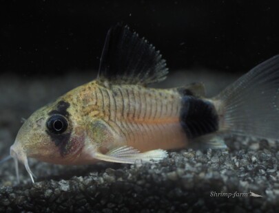 Corydoras panda