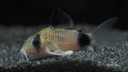 Corydoras panda