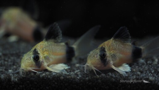 Corydoras panda