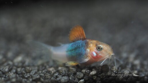 Corydoras eques “Orange”