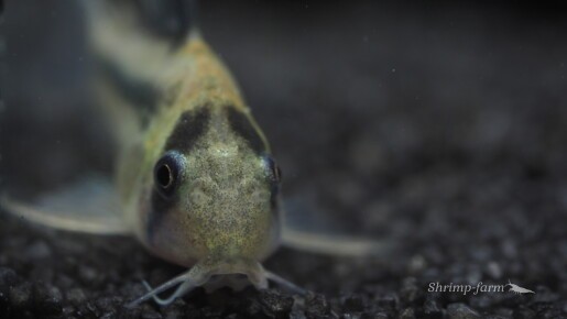 Corydoras sp. CW21