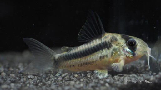 Corydoras sp. CW21