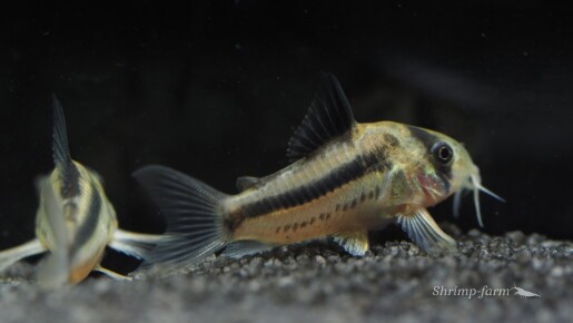 Corydoras sp. CW21