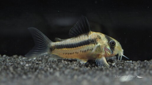 Corydoras sp. CW21