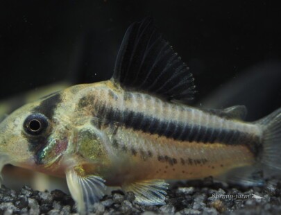 Corydoras sp. CW21