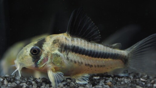 Corydoras sp. CW21