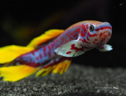 Fundulopanchax gardneri nigerianus "Makurdi" longfin