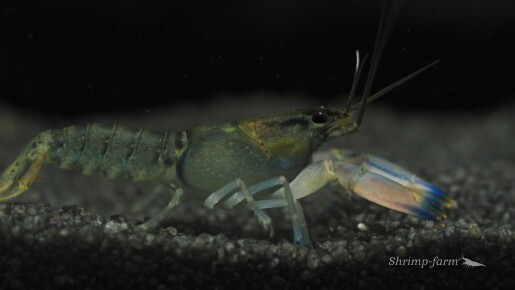 Cherax Wagenknechtae "Snakeskin Tricolor"