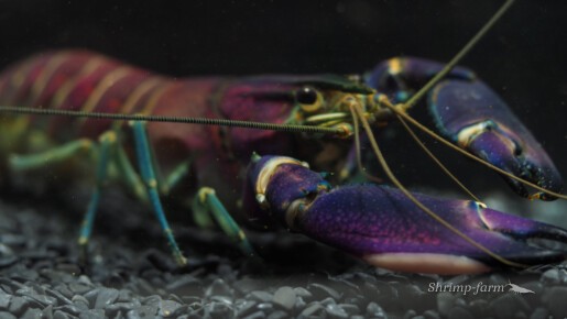 Cherax Wagenknechtae "Snakeskin Tricolor"