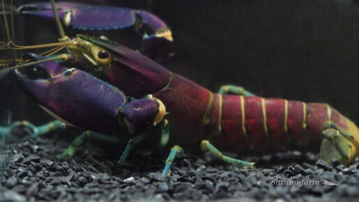 Cherax Wagenknechtae "Snakeskin Tricolor"