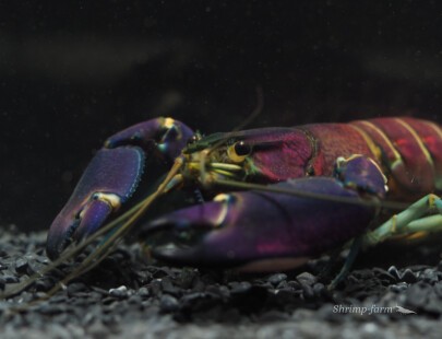 Cherax Wagenknechtae “Snakeskin Tricolor”