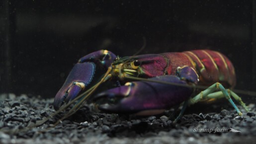 Cherax Wagenknechtae “Snakeskin Tricolor”