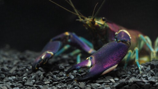 Cherax Wagenknechtae "Snakeskin Tricolor"